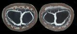 1" Cut and Polished Septarian Nodules - Photo 3